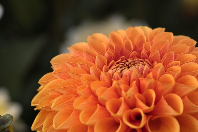Botanical Gardens
