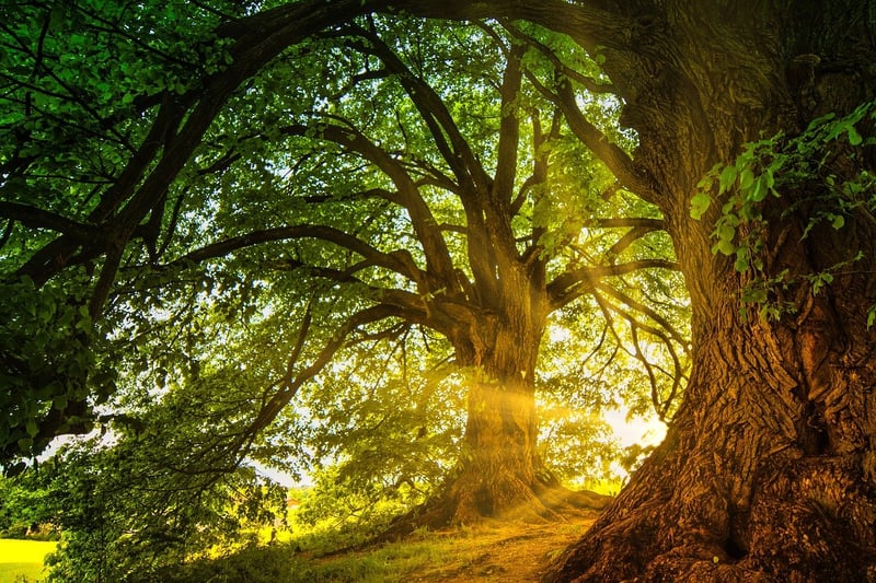 Magical Woodland