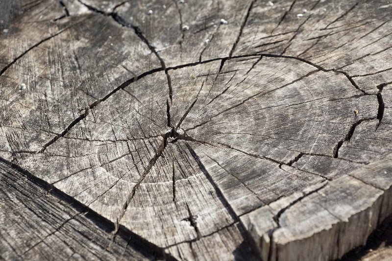Tree Stump Seating