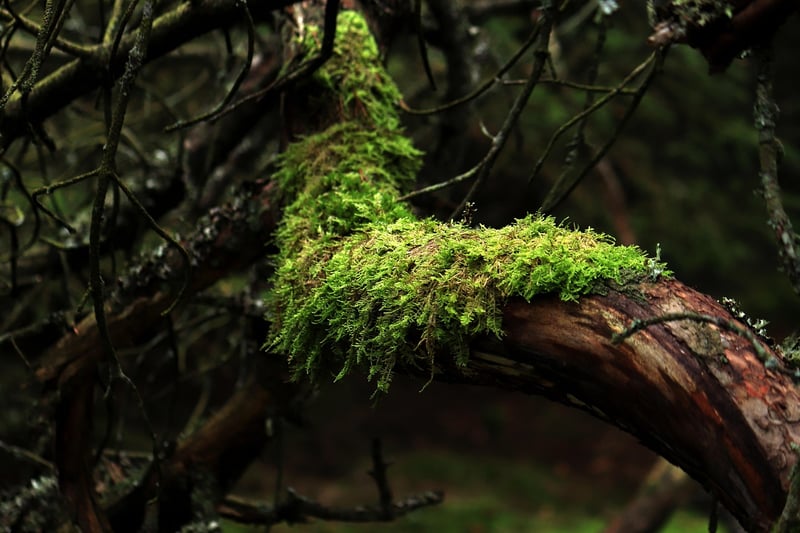 Moss Centerpiece