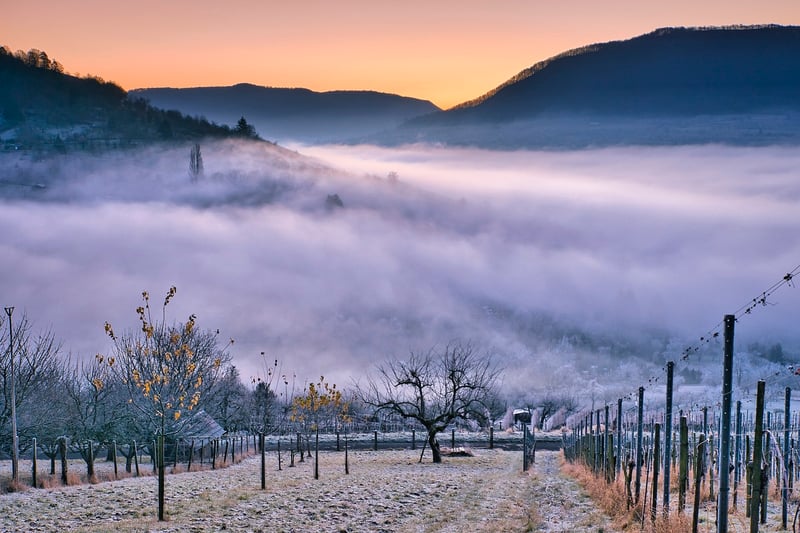 Vineyard